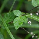 오리궁뎅이 이미지