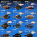 도다리 이미지