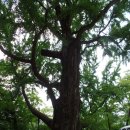 기억의대지 이미지