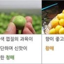 매실 효능 매실 제철 종류 이미지