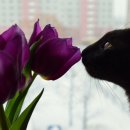 분당데이지동물병원 이미지