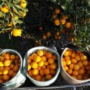 김경철농장 이미지