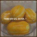 종방매청과과일 | 가정용 성주참외 크기는 제각각인데 당도 미쳤어요 후숙꿀팁까지