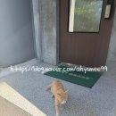 또 스테이 | [여수단체숙소] 기준인원 6인,통창 수영장 오션뷰 풀빌라 '여수 또 스테이 아랫또' 이용기
