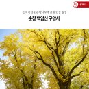 구암사 | 순창 백암산 구암사 전북기념물 은행나무 황금빛 단풍 절정
