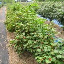 의산농장 이미지