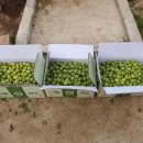 시골청과 이미지