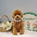 러브펫살롱 이미지