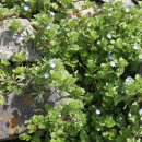 낙동강 유채단지 이미지