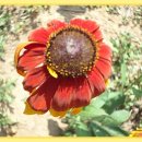 구로노인종합복지관 이미지