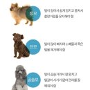 써니애견 이미지