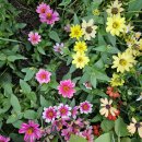 애니닭갈비 이미지