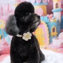 멍뭉펫살롱 이미지