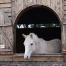 말무리목장 이미지