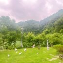 석달열흘가리 이미지