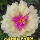 이번주 목요이뱅 이미지