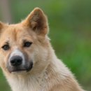 25시동물병원 이미지