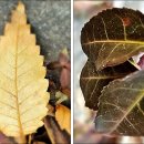 논현1동 주민센터 이미지