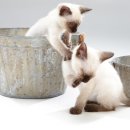 고양이눈 이미지