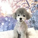 뽀짝뽀짝 애견 미용실 이미지