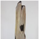 화석(규화목) 이미지