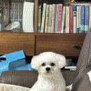 깡아지미용실 이미지