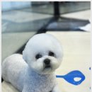 미니퍼피 이미지