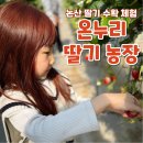 강경농장 | 논산 아이와 가볼만한곳 ‖ 온누리 딸기 농장 : 초등학생 아이들과 딸기 수확 체험(키즈카페 이용가능)