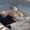 명품켄넬 이미지