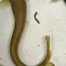 갯골안2 이미지