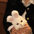 카페보니따