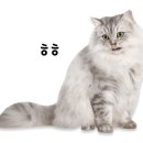 유앤동물의료센터 네이버블로그