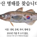 명태