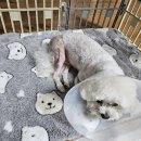 쿨펫동물병원 킨텍스점 | &lt;오드리약사&gt;슈가 슬개골 수술 잘 받고 회복 중ㅣ일산 쿨펫 동물병원 킨텍스점