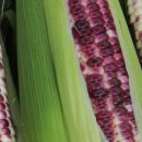 구름밭농장 이미지