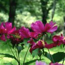 peony 이미지
