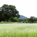 메밀꽃피면 이미지