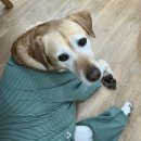 산호대로43길-11 이미지