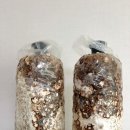 드림농장 | 표고버섯 재배 버섯키우기 키트 드림버섯농장