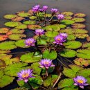 POND MAGASTORE 수련 E~Puttan 이미지
