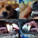 닥터스종합동물병원 이미지