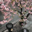 육전식당 이미지