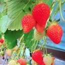 수곡농장 이미지