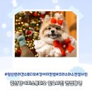 일요사진 | 일산강아지스튜디오 일요사진 에서 반려견 프로필사진 촬영후기