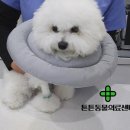 튼튼동물의료센터 네이버블로그