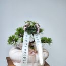 해송약국