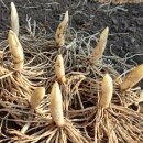 윤판나물 포기나누기 이미지