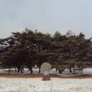 솔밭 1994 이미지