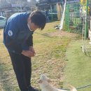 부산애견대학 이미지