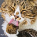 수그루밍 이미지